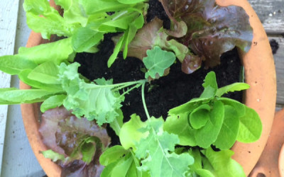 Salad in a Pot!